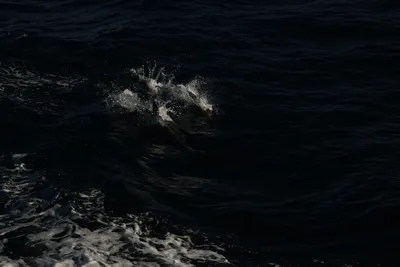 DSC_6622 (Large).JPG